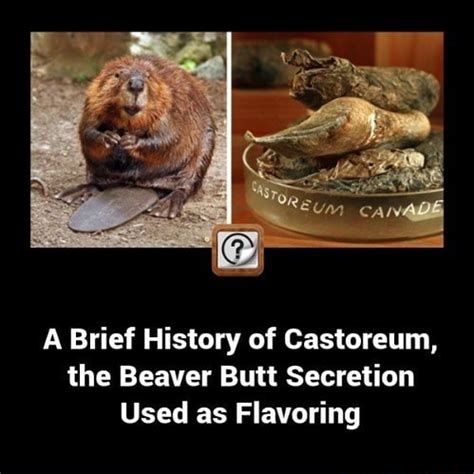 history of castoreum.